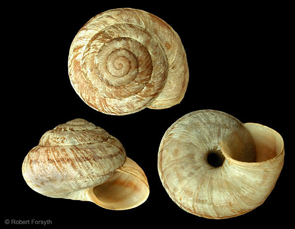 Photo of Oreohelix subrudis by <a href="http://www.mollus.ca/">Robert  Forsyth</a>